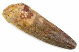 Fossil Spinosaurus Tooth - Real Dinosaur Tooth #373984-1